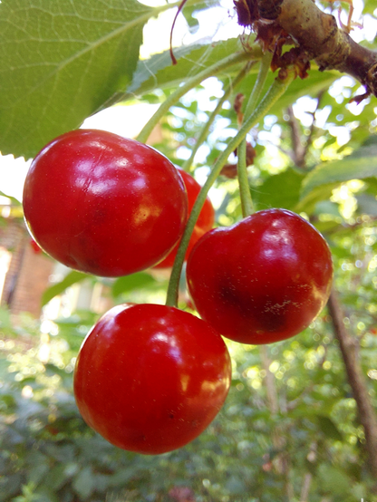 A cluster of bright red sour cherries hanging on a small branch, with out of focus bright green cherry leaves beyond.