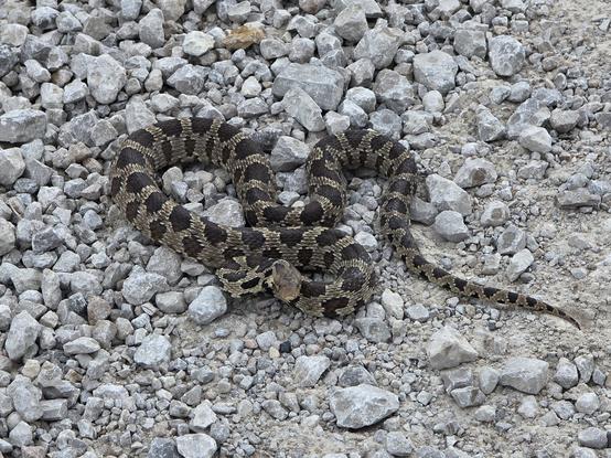 A fix snake is wound up on a gravel road, facing the camera.