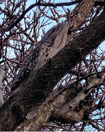 An unusual bird with dappled brown & grey feathers. It is somewhat owl-like but its face is angled, not flat, and it is posed stretched out to mirror branches of the tree fork it has nestled in