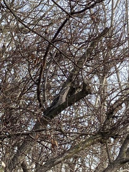 The same bird as described in previous alt text but in a wider shot showing a tangle of bare winter branches. The bird’s camouflage is incredible