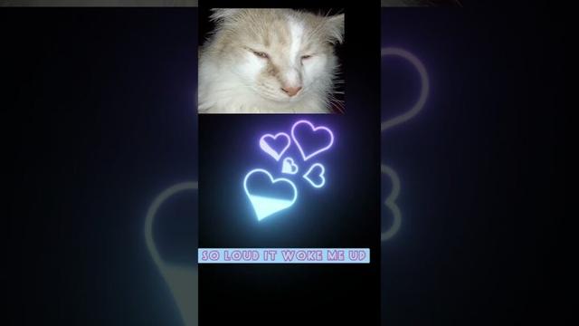 cat sounds cats purring loudly cymric cats #shorts #youtubeshorts #furry #cymric