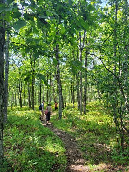 A narrow trail meanders through a bright and verdant forest understory. The canopy lets in enough light to feed a thick layer of ferns, mosses, and forest plants which surround all sides of the trail, yet are no more than a few feet tall.