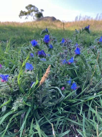 a small fuzzy-stemmed plant with blue flowers bearing pinkish-orange stamens; the background shows meadow, with a boulder and a tree out of focus in the center, the green grass giving way to the golden amber color of seed stalks in the sunlight