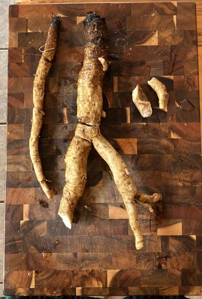 a cleaned, cut, and re-assembled burdock root sits on a cutting board; it seems rather large, and one can imagine it took a fairly deep hole to dig this out