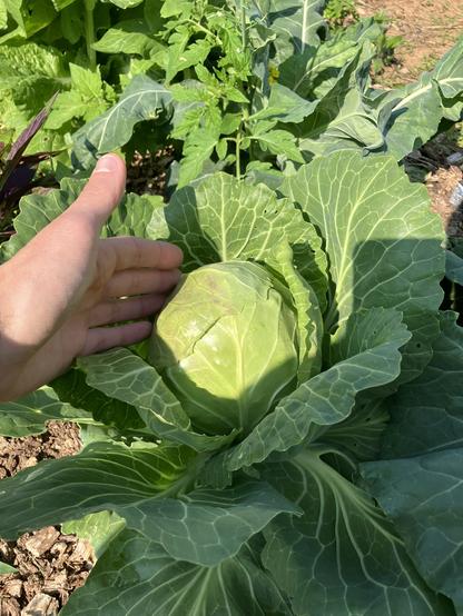 It's a cabbage! a beautiful cabbage! at home in its rosette of big ol cabbage leaves, in the sun and shade of the vegetable garden. Judging by the hand in the photo, it must be at least softball size.
