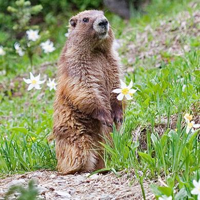 An olympic marmot standing up on hind legs. It has long, dense, medium brown fur and a pleasantly stupid beaver-like face.