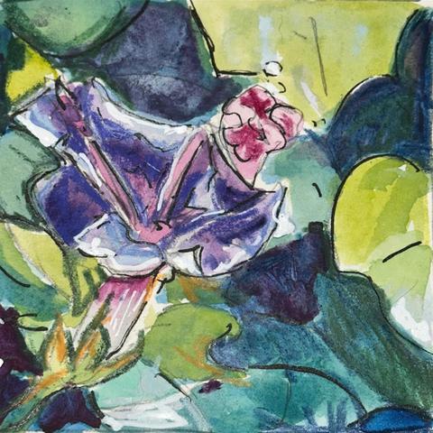 A blue morning glory opening and a pink morning glory still closed up against a wall of ivy.