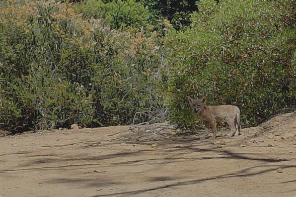 Photo of a small, tan coyote pup standing at the edge of a dirt fire trail.  There are nondescript green shrubs in the background and the pup is panting.