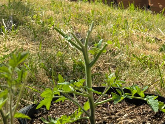 A small tomato plant growing in a bag. It clearly just started to grow significantly, but all of its upper branches have been stripped bare in the eight hours since I last looked at it.