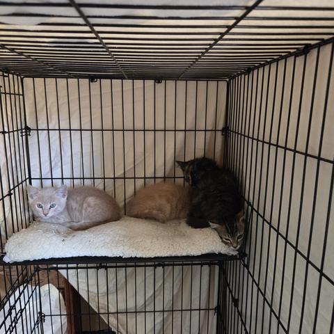 Four kittens sit hunched on a white fleece pad in a black wire cage covered by a beige sheet. From left to right, there is a pale orange tabby, a darker orange tabby, a Tortie with an orange stripe down her nose and she is sitting on top of the fourth kitten, a brown tabby. Only the tabby’s face can be seen from beneath the Tortie’s butt.