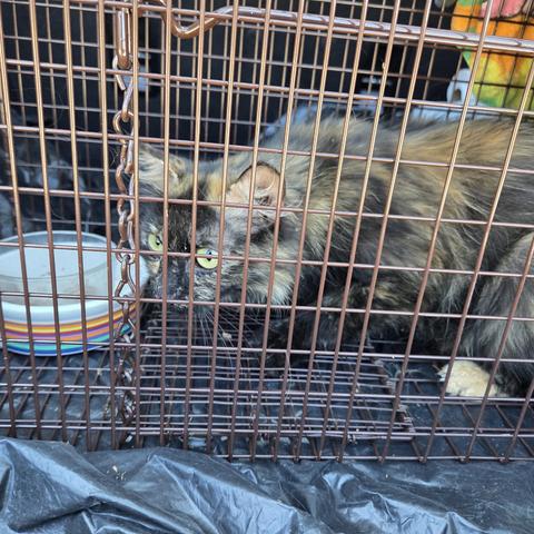 A fluffy Tortie with a lovely mix of black and orange fur and with chartreuse eyes is hunched up inside a wire trap with some food bowls to the left inside the trap.