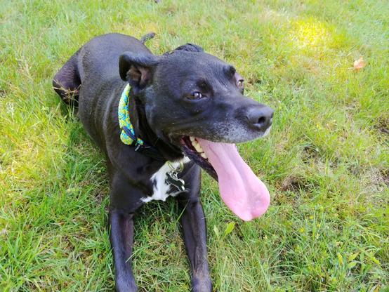 A cute black dog wearing a yellow and green collar is lying on some green grass, displaying an enormous pink tongue in a doggy grin while giving the camera some side-eye.