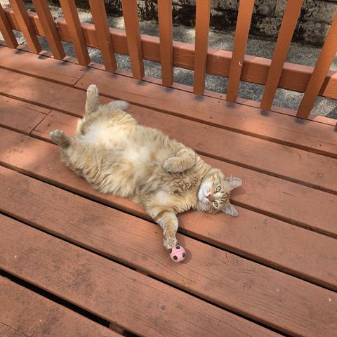 Obi is an orange tabby with yellow eyes. He lies belly-up on an orange-red wood deck with a pink foam ball stuck to his left front paw.