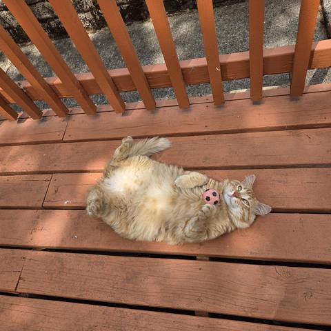 Obi is an orange tabby with yellow eyes. He lies belly-up on an orange-red wood deck with a pink foam ball stuck to his left front paw and held to his chest.