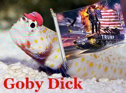 Goby Dick; a cute goby fish in a maga hat with a trump flag cuz he is a dick.