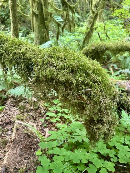 Deep in the forest, surrounded by wood sorrel and mossy trees, a slim tree trunk has bent over at a nearly right angle, and it is very thickly covered in a dense cushion of moss.
