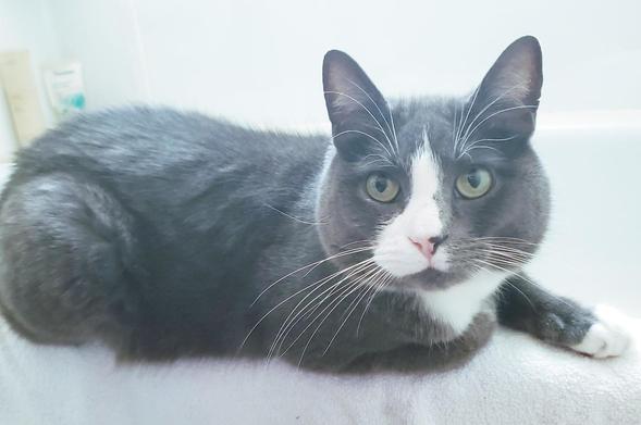 A gray and white cat with green eyes rests on a white towel. The cat is mostly gray with a white patch on its face and chest. He is lying down, looking directly at the camera.