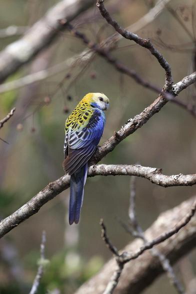 A medium-small parrot with a yellow (and black scalloped) back and forewings, pale yellow to cream head, blue leading wing edge and tail, sitting on a branch with its back facing the camera. It has its head turned to the right to keep an eye on the photographer.