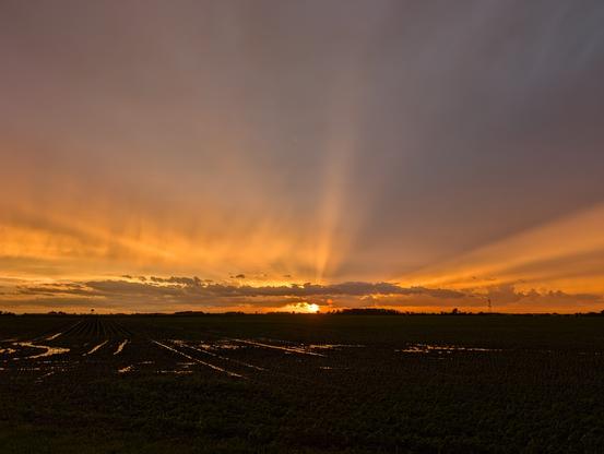 Sunset over the corn field. The dregs of summer thunder storm litter the gray sky, and a bright golden sun is setting behind them, casting long orange rays and shadows. Tractor tracks in the field hold the rain, and reflect the spectacle in long skinny stripes.