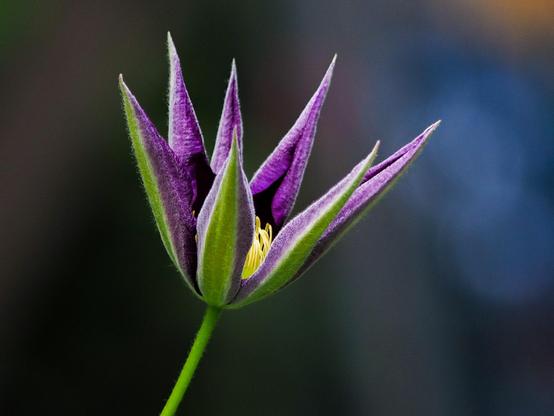 A close-up photo of a partly open clematis flower bud, exposing its purple interior and yellow centre