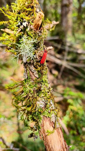 A red beetle with extended antennae on a moss-covered tree branch, surrounded by green and grey lichen. The background features a blurred forest environment with dappled sunlight.