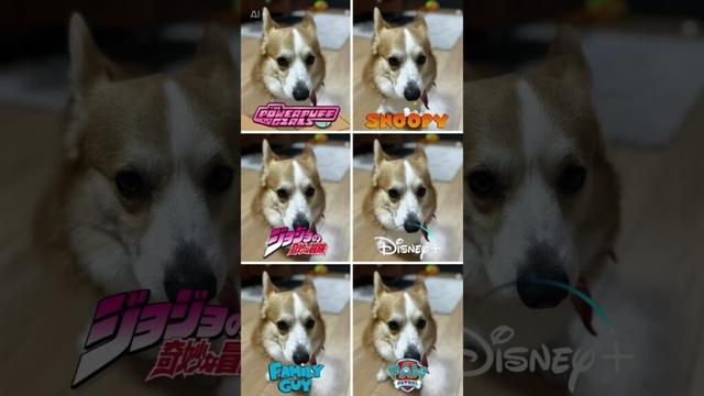 コーギー６変化 / Corgi 6 change #shorts #コーギー