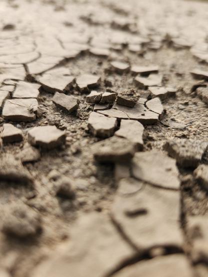 Pieces of dried, cracked mud.