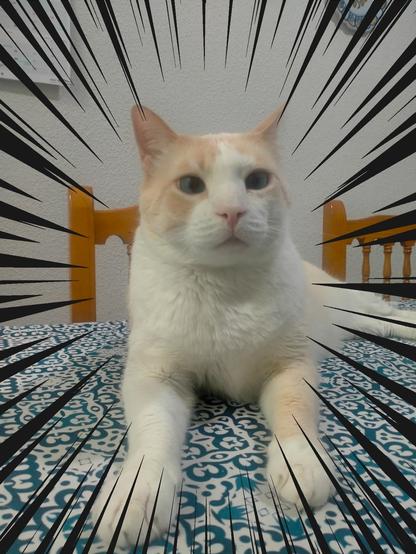 Fariña, orange and white cat, sitting on a kitchen table with a blue and white tablecloth and staring at the camera. The image has action lines which I have added, of course