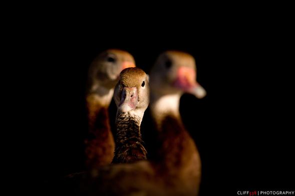 Auto-generated description: Three ducks are standing closely together against a dark background, with one in sharp focus and the others blurred.