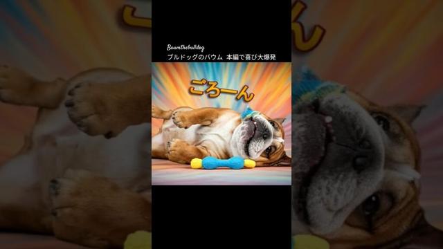 「ブルドッグのバウム ママとの再会に喜び大爆発」の #shorts  本編へつづく #ブルドッグ #バウム #bulldog