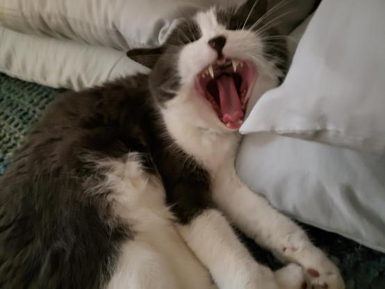 Grey and white tuxedo cat lying on a bed with his head between two stacks of pillows, yawning widely which makes him appear as if he is yelling.