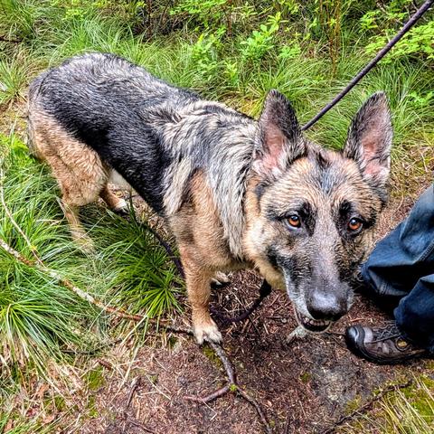 A wet German Shepard looks up on a forest path