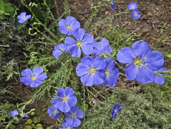 About 15 small blue wildflowers with yellow centers.