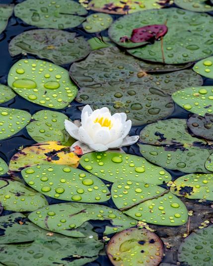 A small white flower with yellow in it's center is surrounded by green lily pads with water drops on top of them