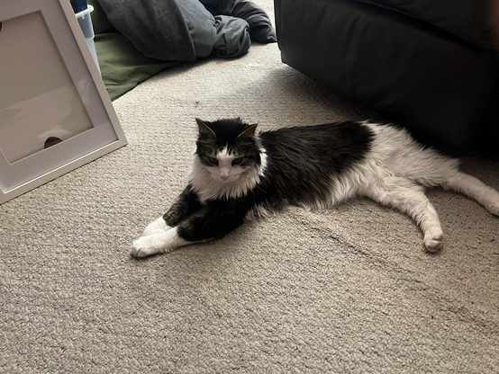black and white cat sitting on carpet