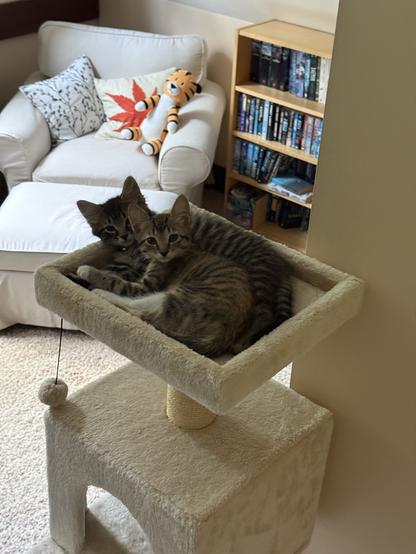 Two kittens snuggled up on a cat tree