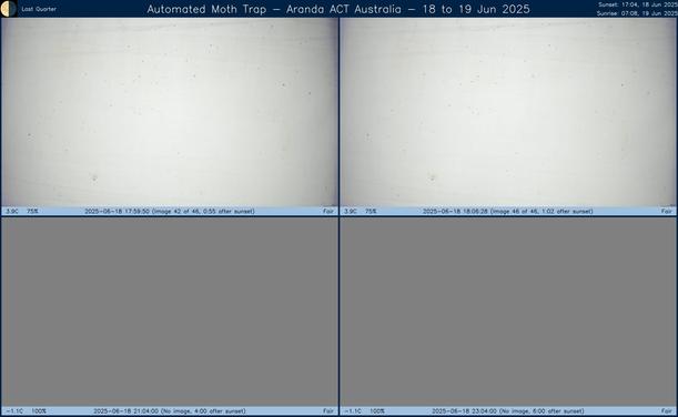 Collage showing insects attracted to light and automatically imaged 1 hour, 2 hours, 4 hours and 6 hours after sunset in Aranda, ACT, Australia on the night of 18 to 19 Jun 2025. The image includes four smaller images collected around the listed times. Each image shows a section of sheet with a variable number of insects attracted to UV and visible light. Number and variety depends on time of year and conditions during the given night. The image is also labeled with basic details of the associated weather and moon phase. For more explanation of the Automated Moth Trap project visit https://amt.hobern.net/ and https://www.flickr.com/photos/dhobern/albums/72177720322426621.