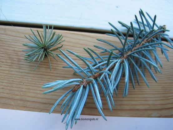 Photo of treespecies Picea pungens : Category is photo of discerning trait