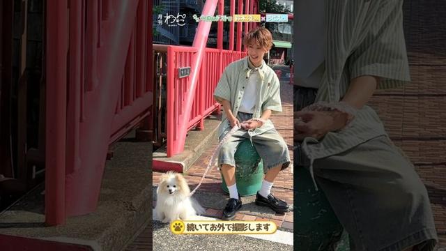 鈴木 凌さんが遊びにきてくれました！（ポメラニアン×マルチーズ｜月刊わんこ撮影オフショット） #shorts