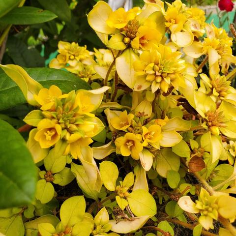 A close-up shot features a dense cluster of bright yellow flowers, each with five petals and a prominent center. The flowers are set against a backdrop of yellowish-green leaves. Small branches intertwine throughout the arrangement.