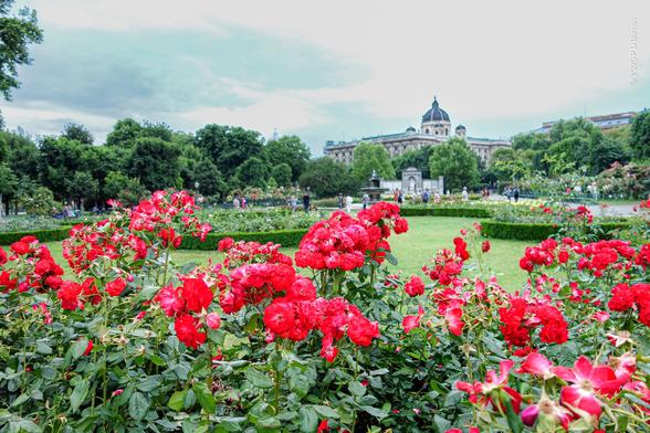 A vista in the Volksgarten, Vienna. In the foreground is a bed of red roses. Behind are extensive lawns and more rose beds with low hedge borders. There are people strolling everywhere. In the distance is the Kunsthistorisches museum.