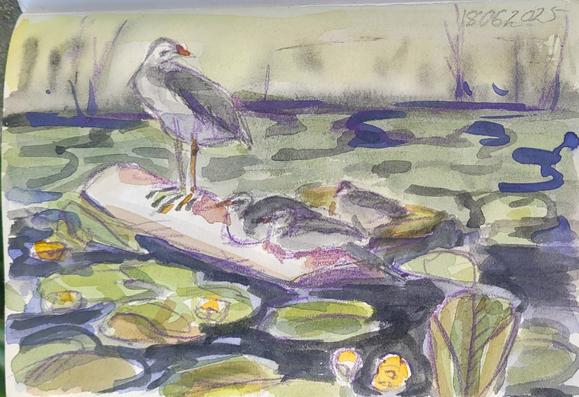 Aquarellskizze: ein Teichrosen-Teich, in der Mitte schwimmt ein Stück Holz und ein kleines Schwimmnest, darauf liegen drei graue Teichhuhn-Küken, ein viertes steht auf großen Füßen aufrecht auf dem Holz.