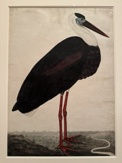 photo of the painting in white mat on display at museum Natural history art, scientific illustration: lifelike depiction of single specimen standing in side profile