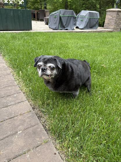Elderly black pug in a backyard, standing in grass next to a patio.