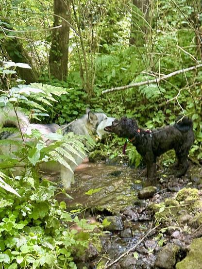 A large dog and a small one stand in a shallow creek and appear to kiss, as one laps water from the other’s face.
