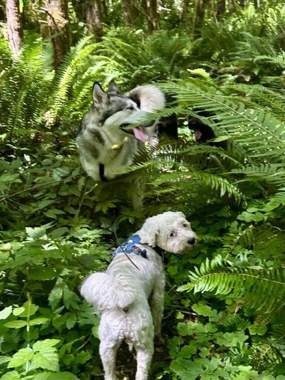 Two dogs stand amid tall lush vegetation, one turned in a noble profile while the other looks cheekily back over his shoulder.