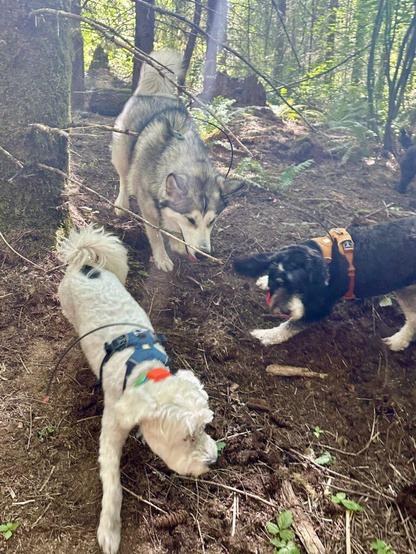 Three dogs, small medium and large, chase playfully down a wooded hillside with a sunbeam shining through the trees.