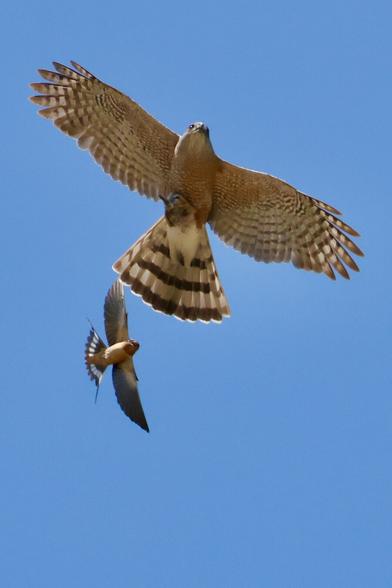 A massive brown hawk, midair, carrying a dead bird, is chased by a much smaller bird.