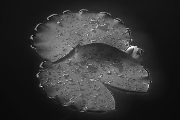 An image of two lily pads above each other, with a bit wavy contures around the edges. The are cirkular in their shape with an opening for the stalk witch makes them look like packman-figurines, and they lay over each other a bit. A bud of a white water lily is growing close to the right side, between those pads. There are some raindrops spread out over those lily pads. The water around them are dark and smooth.