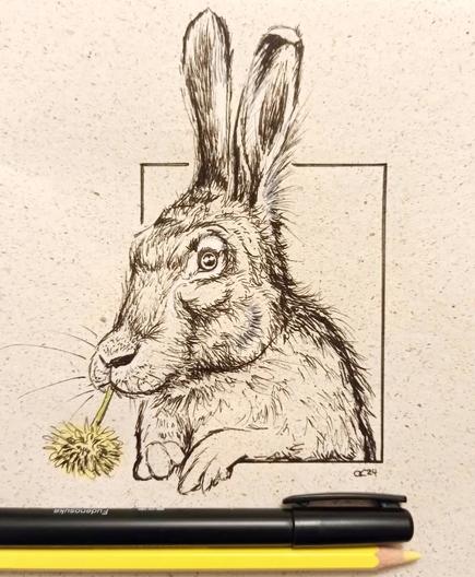 Ink drawing of a hare thoughtfully munching dandelions.